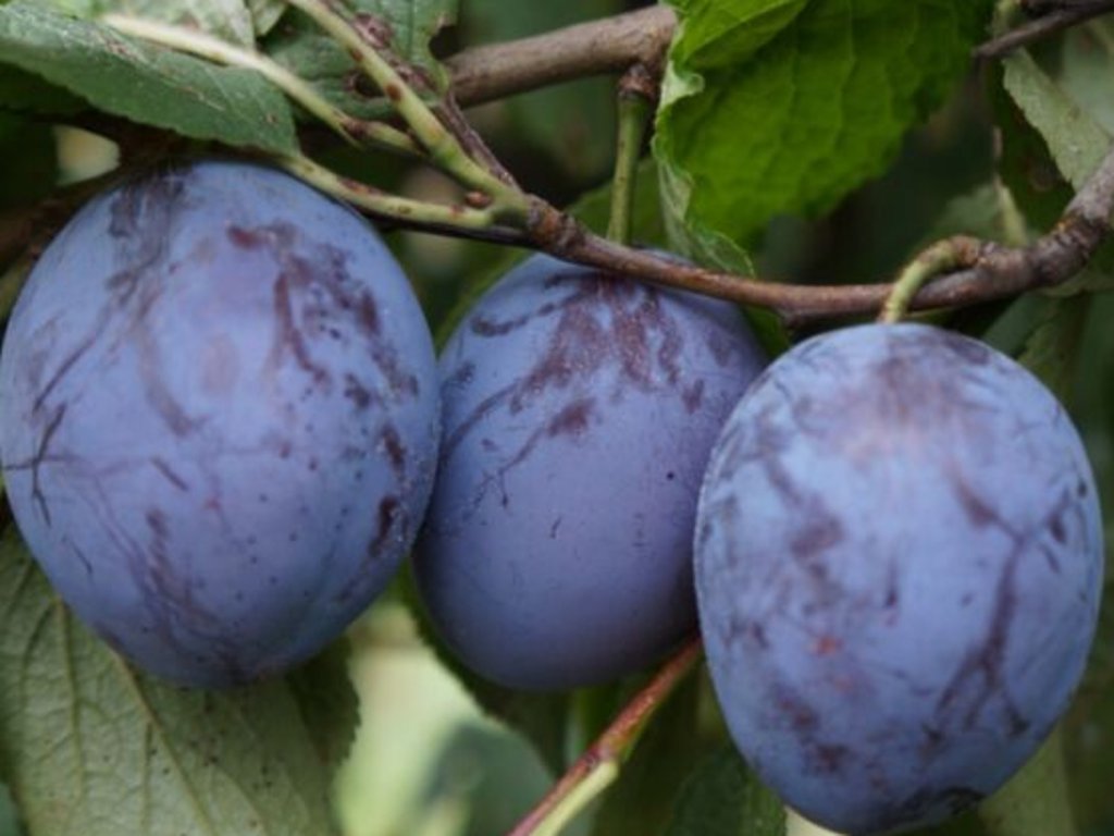 BYSTRICKÁ SKORÁ, myr.