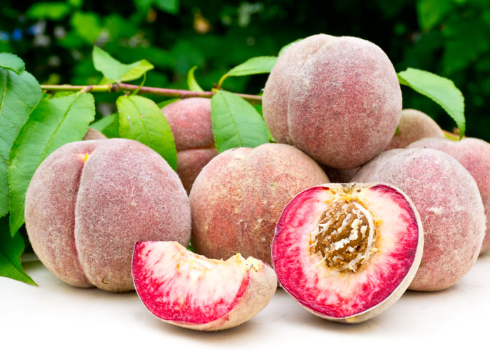 VINOHRADNÍCKA BROSKYŇA