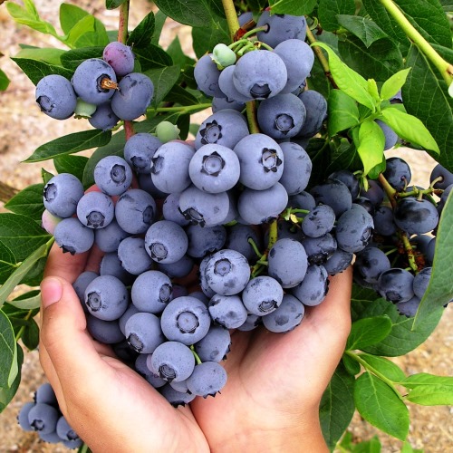 HANNAHS CHOICE, kont.