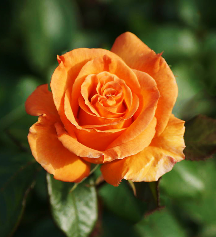 DORIS TYSTERMAN, stromková, bal.