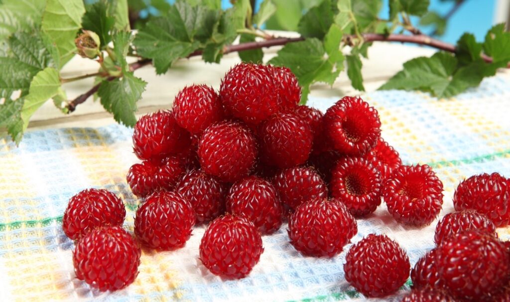 HARA (Rubus pectinarioides)