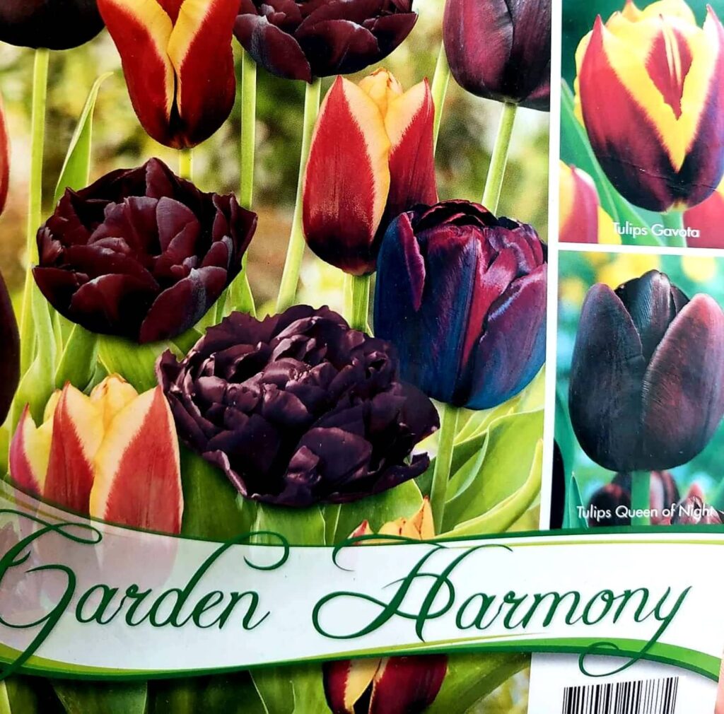 Kolekcia BLACK TULIPS