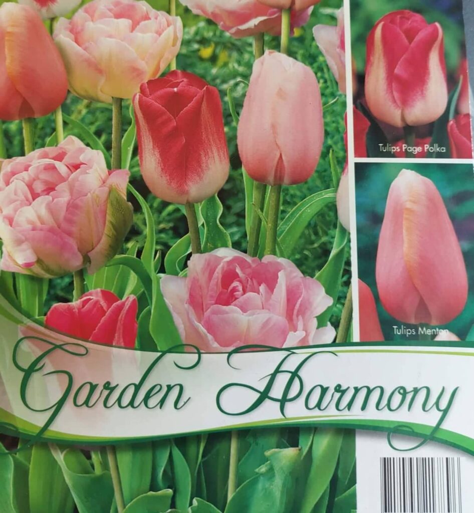 Kolekcia PINK TULIPS