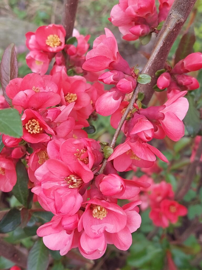 SARGENTII (Ch. japonica), kont.