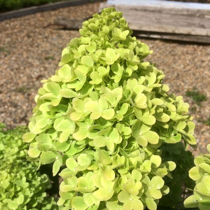 HYDRANGEA MOJITO, C2