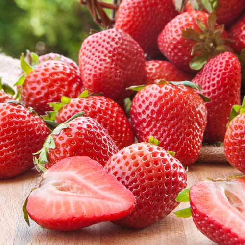 MALLING CENTENARRY, mp 10ks