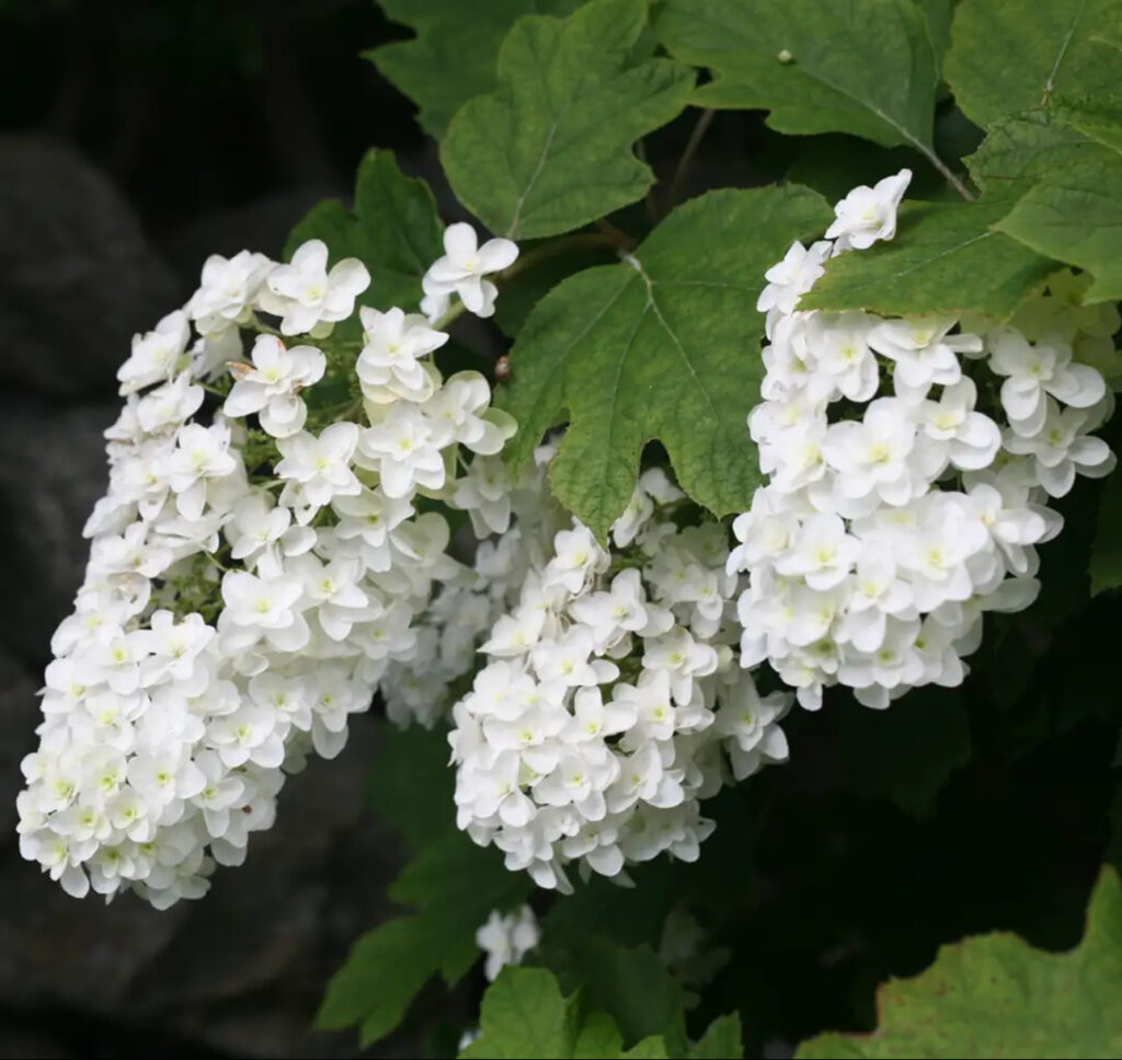 HYDRANGEA "SNOWFLAKE", C2