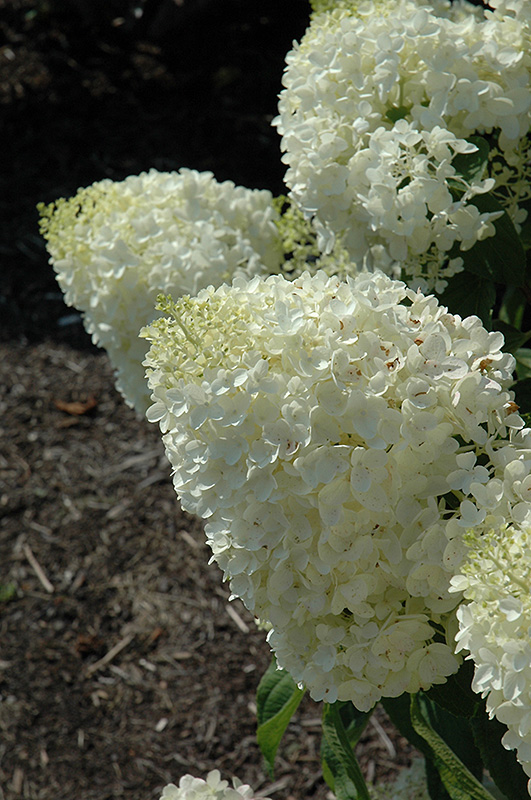 HYDRANGEA SILVER DOLLAR, C2