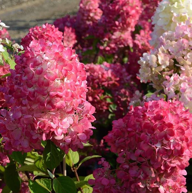 HYDRANGEA DIAMANT ROUGE, C2