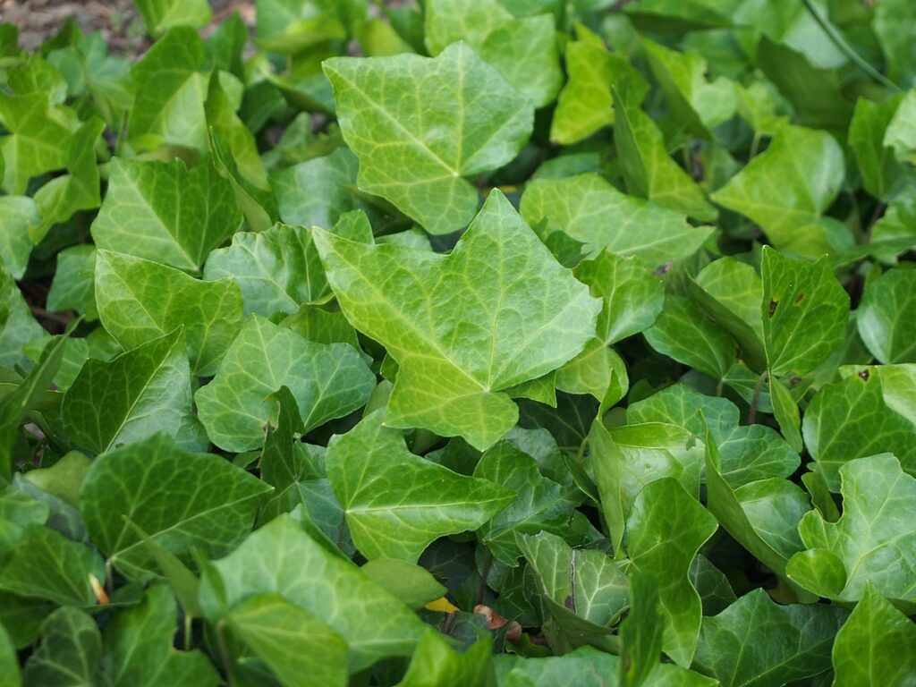 HEDERA HELIX "BIALISTOK", C2