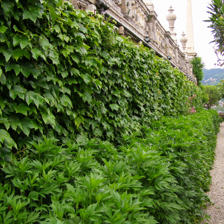 Parthenocisusus DIAMANT MOUNTAIN