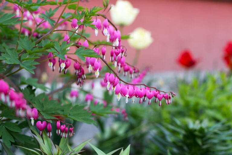 DICENTRA PINK