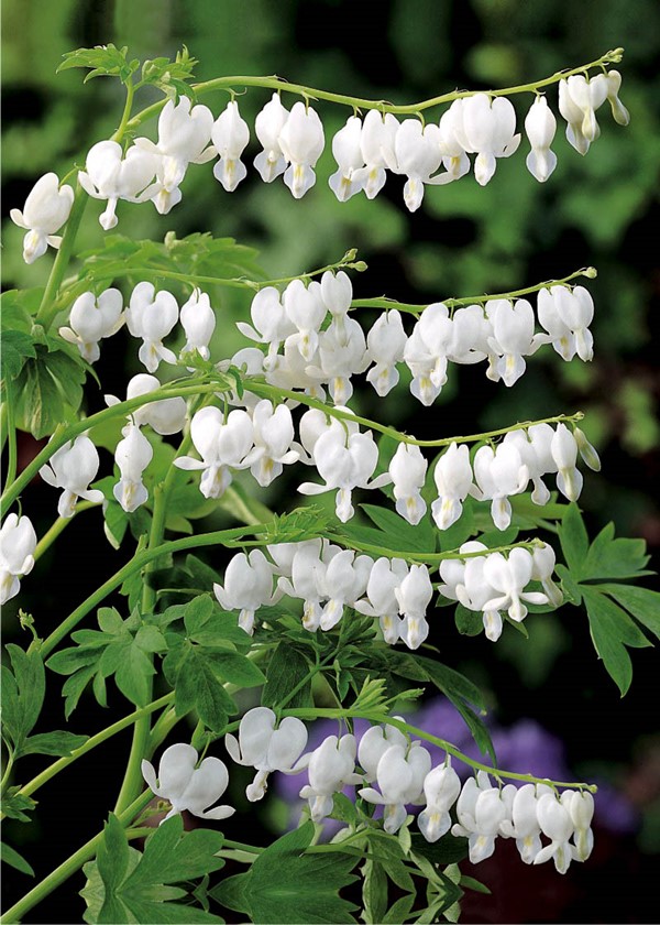 DICENTRA ALBA