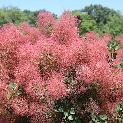 COTINUS COGGYGRIA ROYAL PURPLE