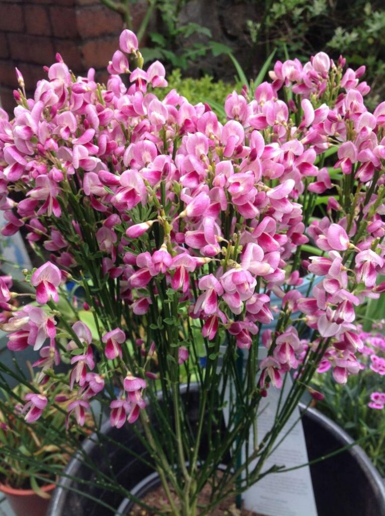 CYTICUS MOYCLERE PINK