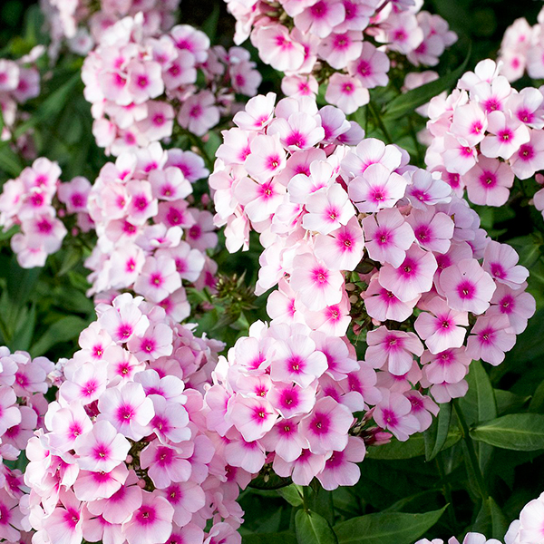 PHLOX FLAME PRO SOFT PINK