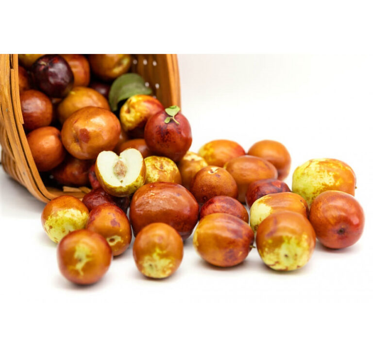 JUJUBA ČÍNSKA "PERA" (Ziziphus jujuba), K24