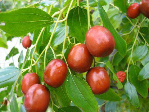 JUJUBA ČÍNSKA "MELO" (Ziziphus jujuba), K24