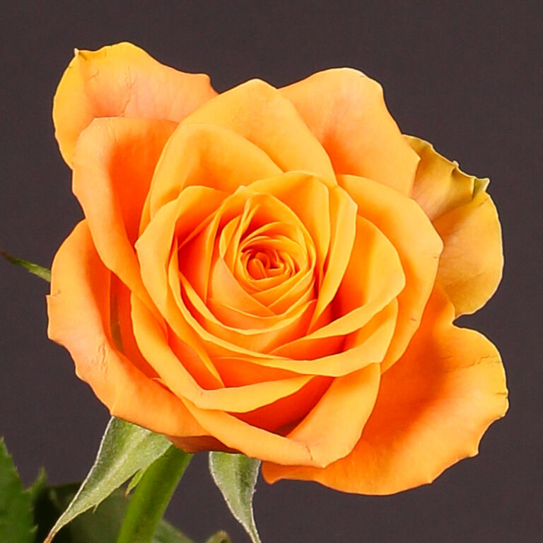 ROSA "ARANCIO", kont.