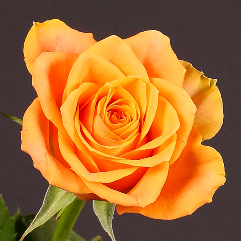 ROSA "ARANCIO", kont.