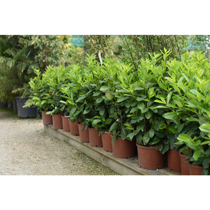 PRUNUS LAUROCERASUS, K22