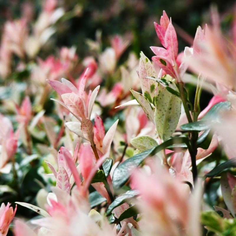 SALIX INTEGRA PENDULA, kont. 5L