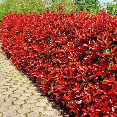 Photinia RED ROBIN