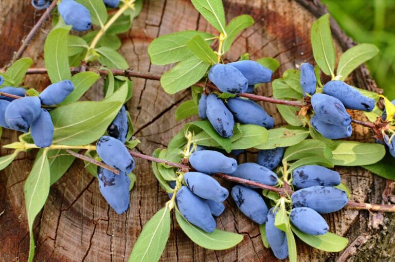 KRUPNOPLODNAJA, kont.