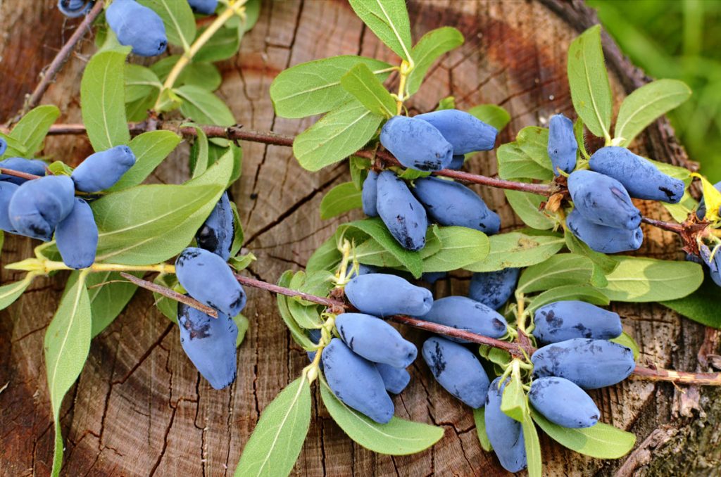 KRUPNOPLODNAJA, kont.