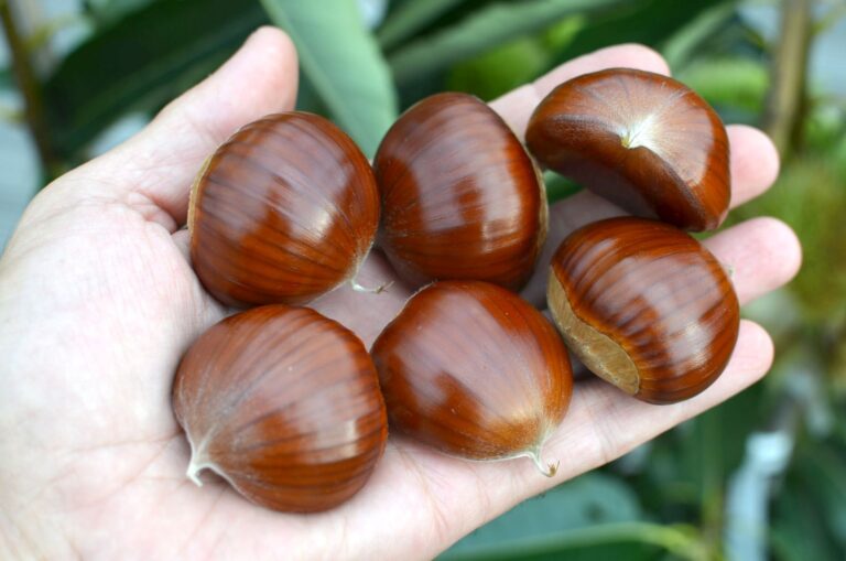 Gaštan MARIGOULE, kont.