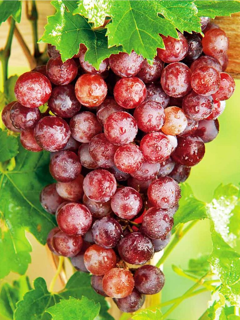 SULTÁNIA ČERVENÁ, kont.