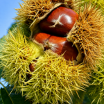 Gaštan MARIGOULE, kont.