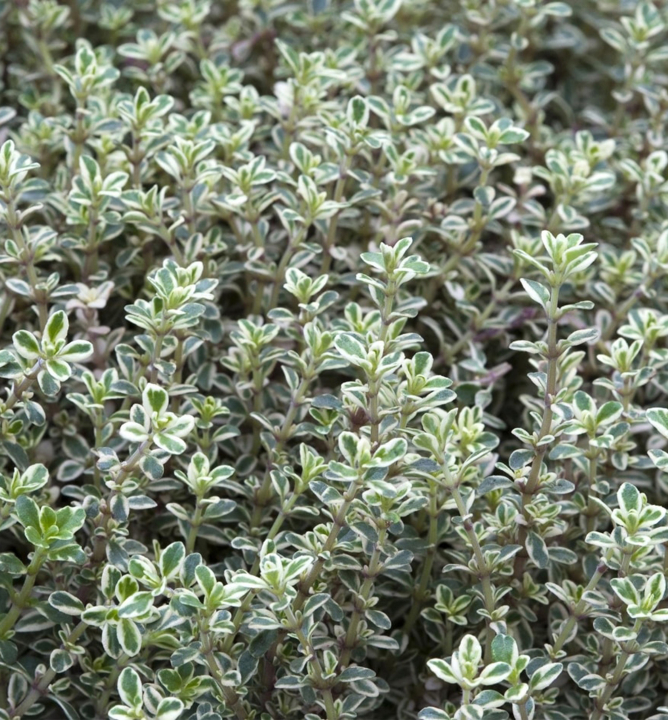 THYMUS "SILVER QUEEN", P14