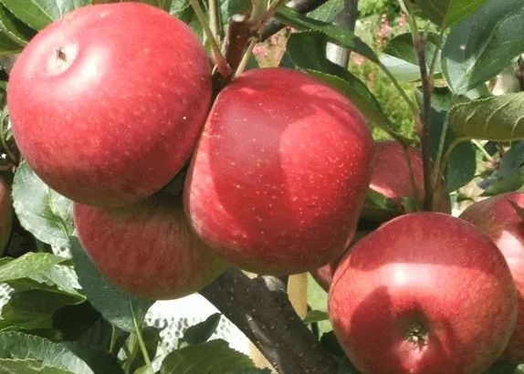 KIDD´S ORANGE RED, kont.