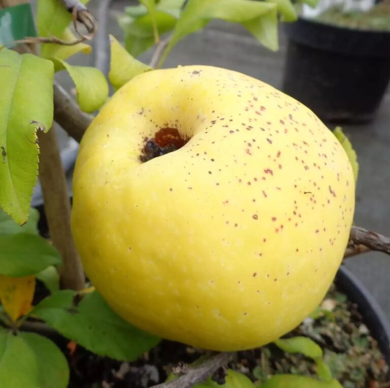 PINK TRAIL (Ch. x superba), kont.