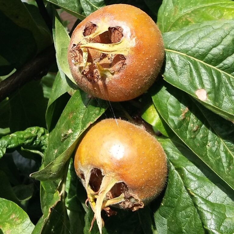 NOTTINGHAM (Mespilus germanica), kont.