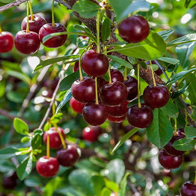 CARMINE JEWEL (P.fruticosa x P.cerasus)
