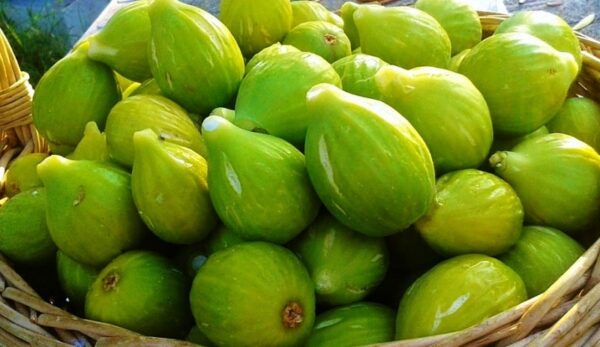 VERDINO PICCOLO, K20