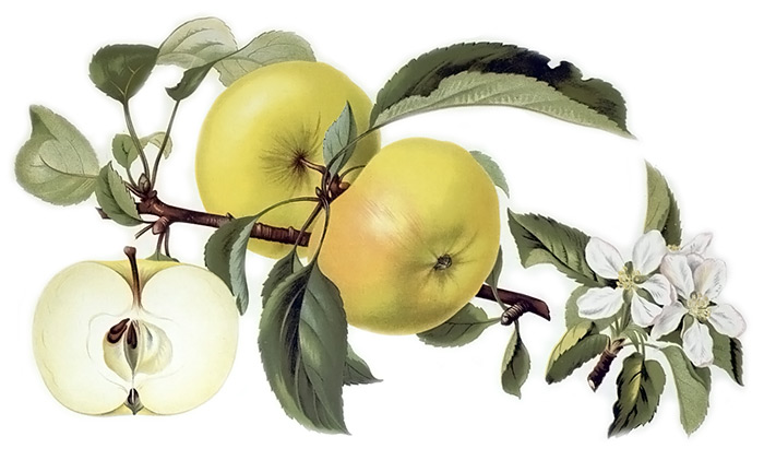 ŠAMPAŇSKÁ RENETA, MM106, kont.