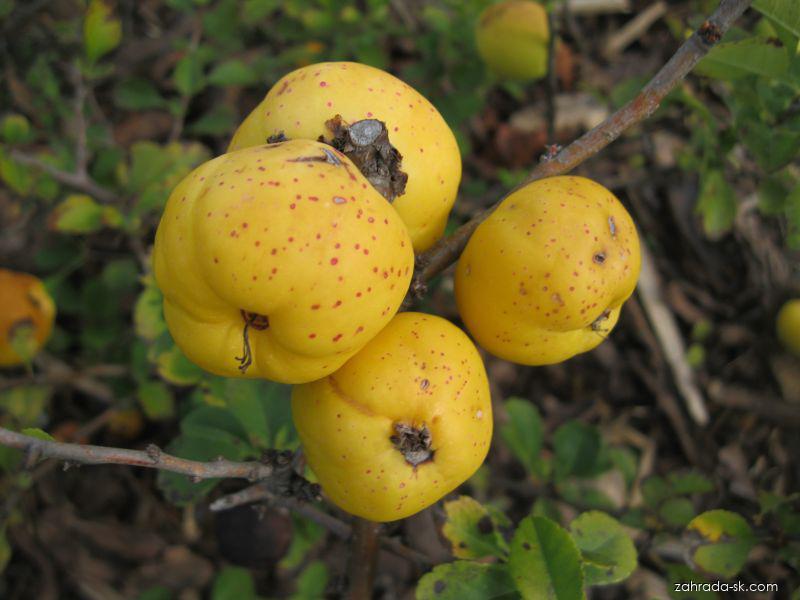 NINA (Ch. x superba), kont.