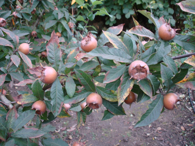 DELICE DES VANNES (Mespilus germanica), kont.