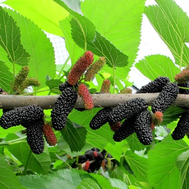 GERARDIS DWARF, kont.