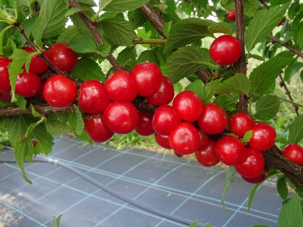 NATALI (P. tomentosa), kont.