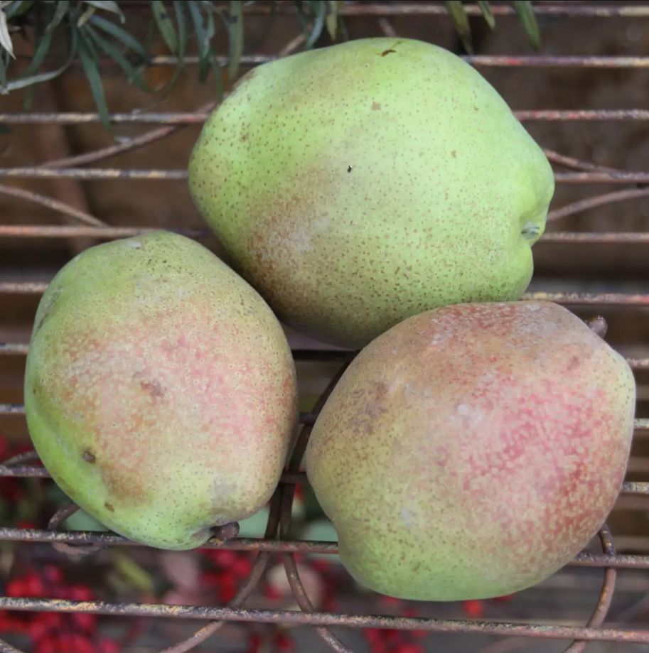 PYRONIA (x Pyronia veitchii), kont.