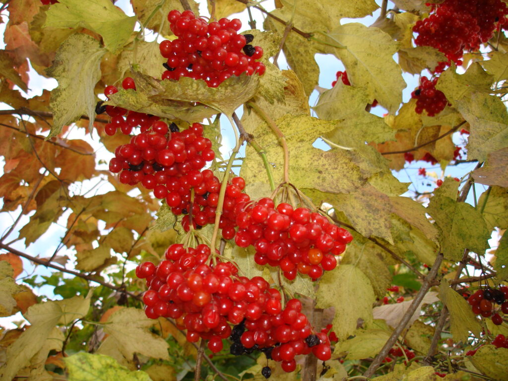 KALINA OBYČAJNÁ "TAJEZHNYJE RUBINY" (Viburnum opulus), kont.