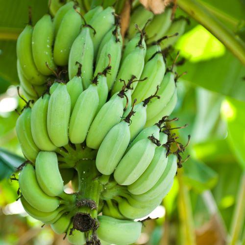 BANÁNOVNÍK "SPECIOSA" (Musa himalayensis), kont.