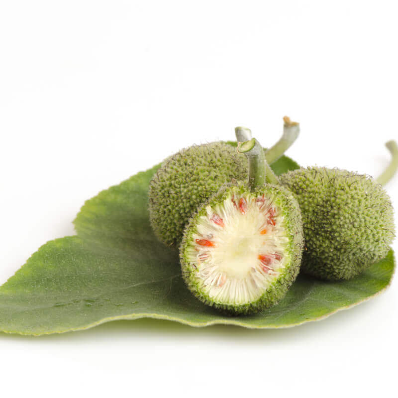 PAPIEROVNÍK ČÍNSKY (Broussonetia papyrifera), kont.