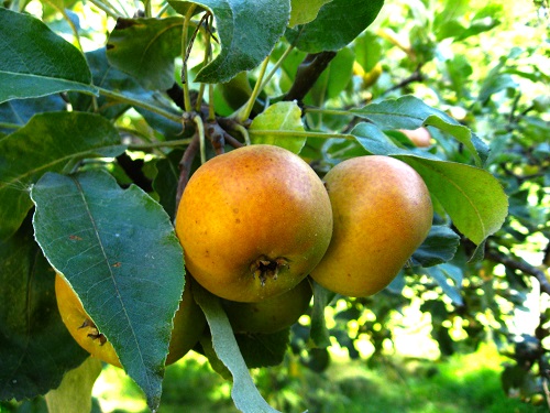 SORBOPYRUS "SHIPOVA", kont.