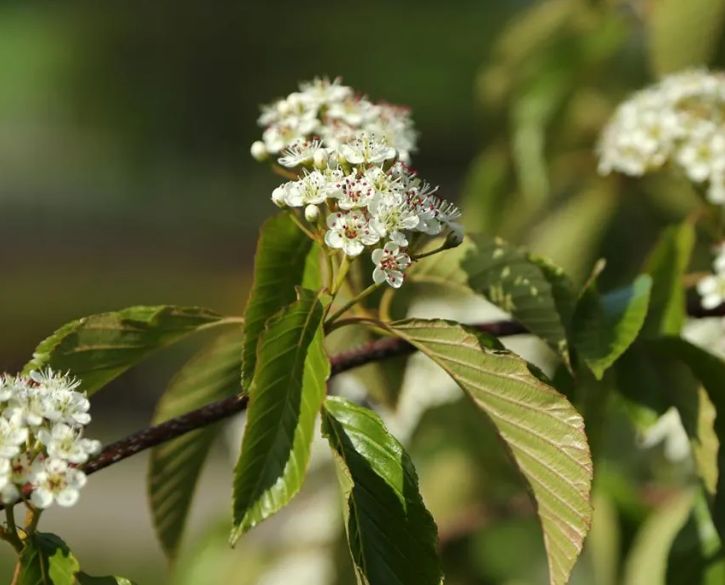 AMELASORBUS (Amelasorbus jackii), kont.