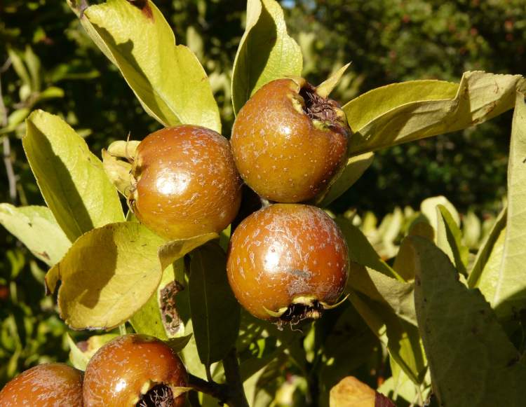 CRATAEMESPILUS (Crataemespilus grandiflora), kont.